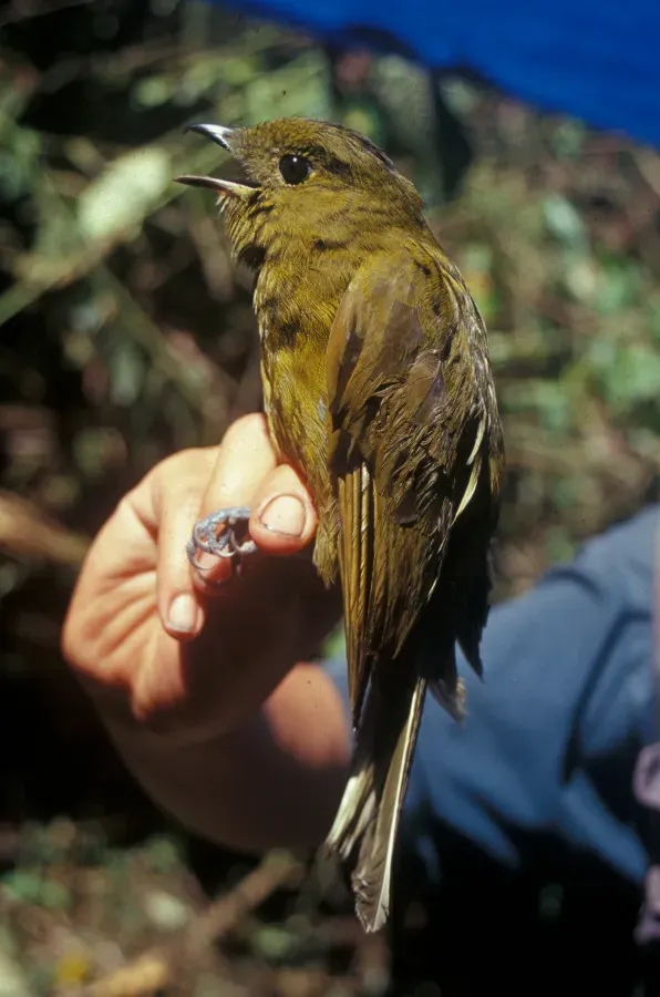 File:Snowornis cryptolophus -NBII Image Gallery-2003.jpg