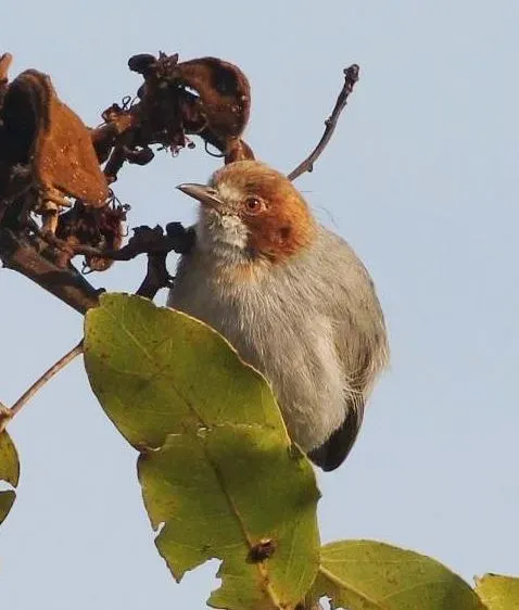 File:Sylvietta ruficapilla subsp ruficapilla, Menongue, Birding Weto, b (cropped).jpg