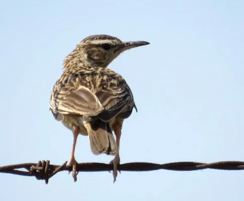 File:Certhilauda chuana, Pietersburg, Kellermann, a.jpg