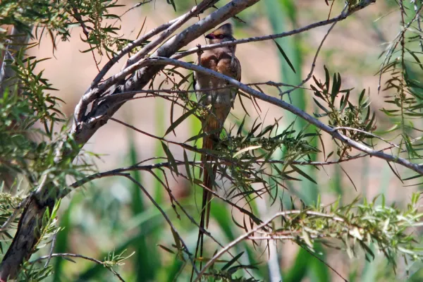 File:Red-faced Mousebird (Urocolius indicus) hanging in tree, front view.jpg