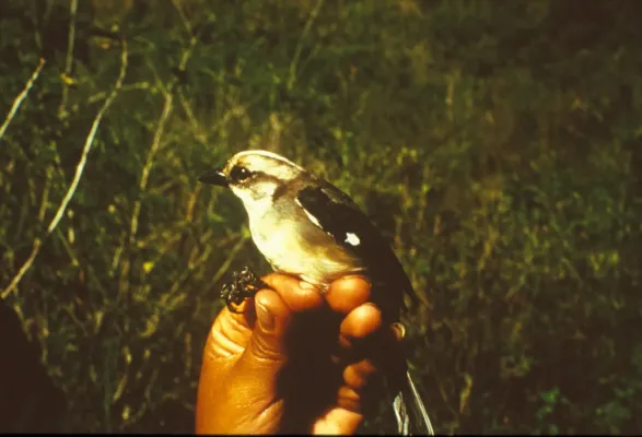 File:Atlapetes pallidiceps -NBII Image Gallery-a00258.jpg