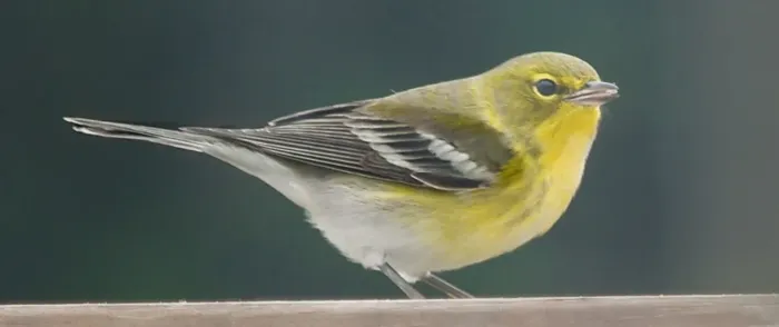 File:Pine Warbler Setophaga pinus on a birdtable.jpg