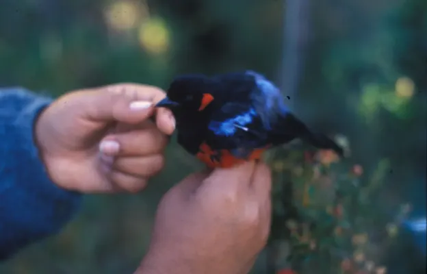 File:Anisognathus igniventris -NBII Image Gallery-a00263.jpg
