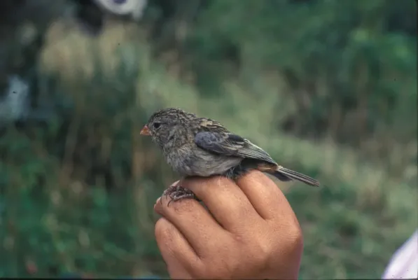 File:NBII Image Gallery -Catamenia inornata-a00269.jpg