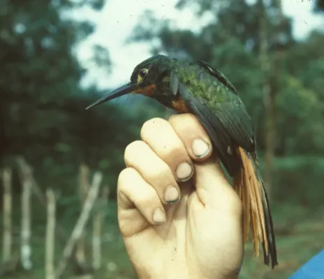 File:Galbula pastazae (female)-NBII Image Gallery-a00279.jpg