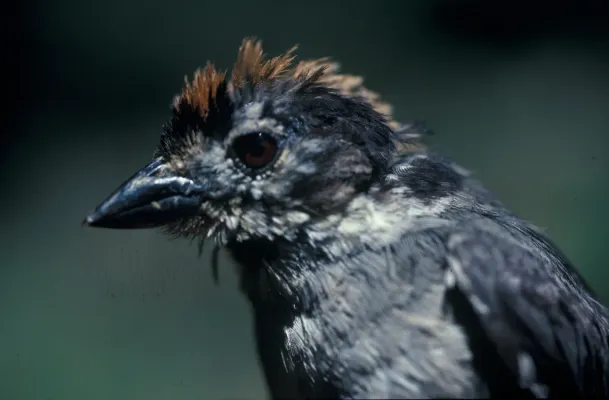 File:Atlapetes leucopterus -NBII Image Gallery-a00293.jpg