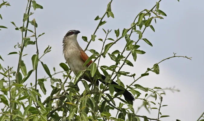 File:White-browed coucal, Centropus superciliosus, at Chobe National Park, Botswana (32278713766).jpg