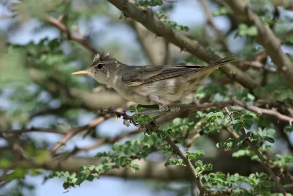 File:Olive-tree warbler, Hippolais olivetorum, at Elephant Sands Lodge, Botswana (32248894256).jpg