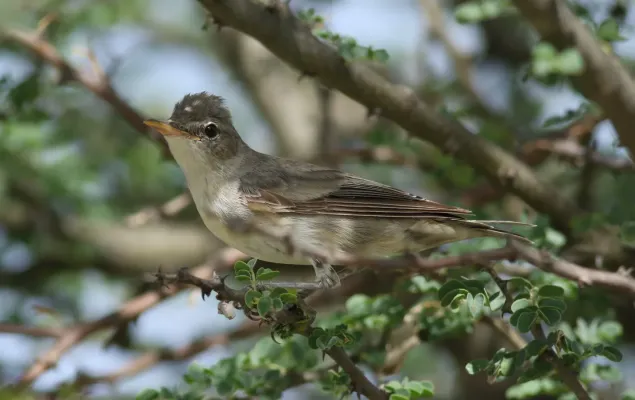File:Olive-tree warbler, Hippolais olivetorum, at Elephant Sands Lodge, Botswana (31477242263).jpg