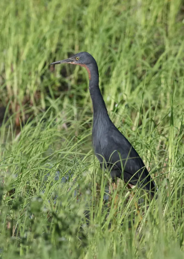 File:Slaty egret, Egretta vinaceigula, Chobe National Park, Botswana. (31940265300).jpg