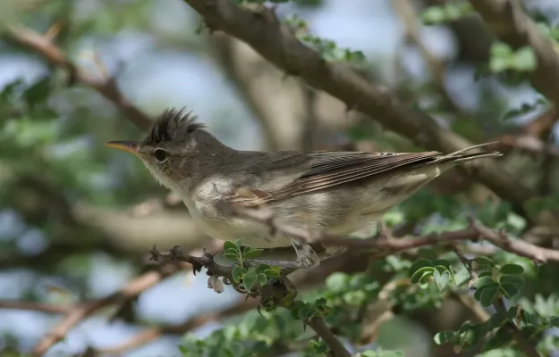 File:Olive-tree warbler, Hippolais olivetorum, at Elephant Sands Lodge, Botswana (32248909546).jpg