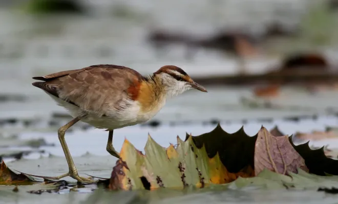 File:Lesser Jacana, Microparra capensis, Chobe River, Botswana (32065114182).jpg