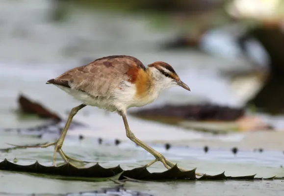 File:Lesser Jacana, Microparra capensis, Chobe River, Botswana (32065160072).jpg