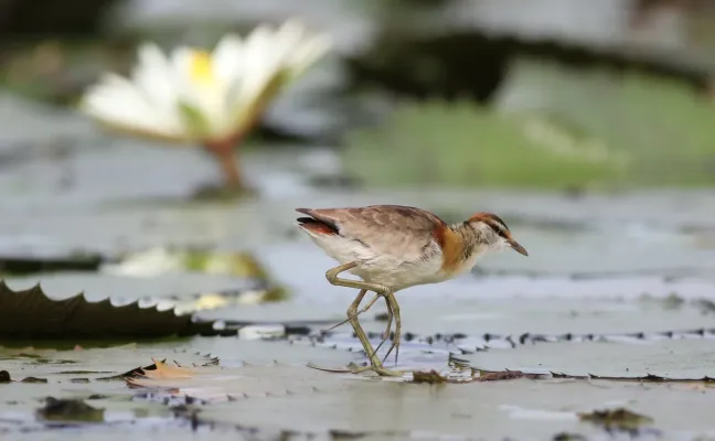 File:Lesser Jacana, Microparra capensis, Chobe River, Botswana (32095316831).jpg