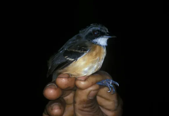 File:Myrmoborus myotherinus -NBII Image Gallery-a00077.jpg