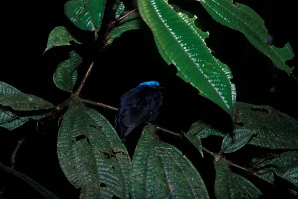 File:Lepidothrix coronata -NBII Image Gallery-a00181.jpg