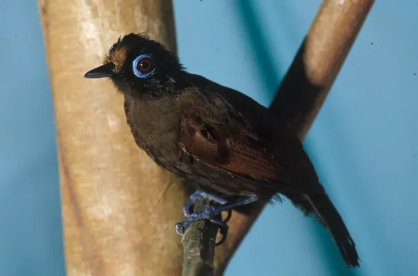 File:Rhegmatorhina melanosticta -NBII Image Gallery-a00183.jpg