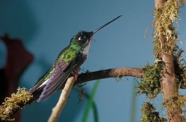 File:Coeligena torquata (female) -NBII Image Gallery-a00189.jpg