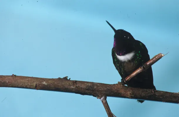 File:Heliangelus amethysticollis (male) -NBII Image Gallery-a00194.jpg