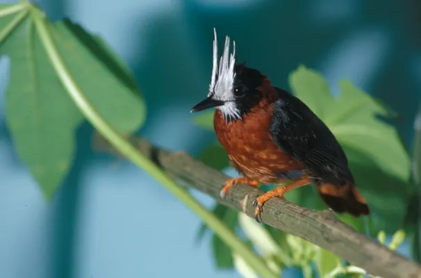 File:Pithys albifrons -NBII Image Gallery-a00203.jpg