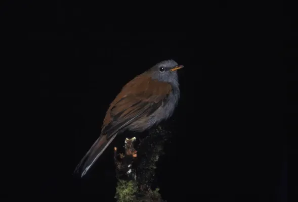 File:Myadestes ralloides -NBII Image Gallery-a00174.jpg