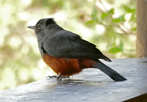 File:Mocking Cliff Chat (Thamnolaea cinnamomeiventris) female (31927629900).jpg