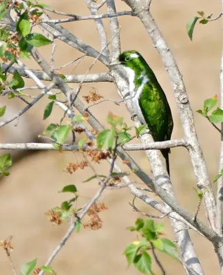 File:Klaas's Cuckoo (Chrysococcyx klaas) male (32185321011).jpg