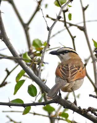 File:Black-crowned Tchagra (Tchagra senegalus) (32300572725).jpg