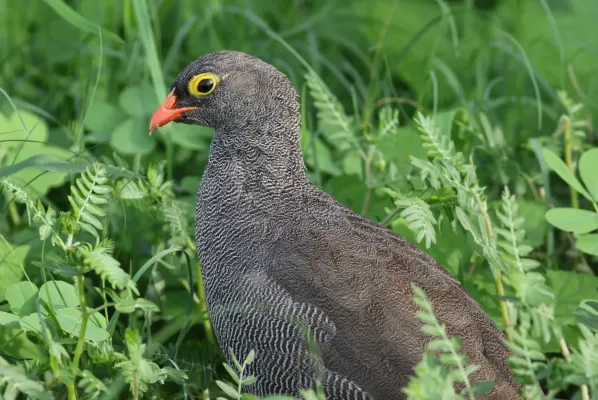 File:Red-billed spurfowl, Pternistis adspersus, at Chobe National Park, Botswana (32249335581).jpg
