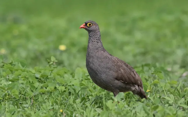 File:Red-billed spurfowl, Pternistis adspersus, at Chobe National Park, Botswana (31992450220).jpg