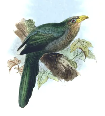 File:Ceuthmochares australis - Birds of South Africa - V (cropped).jpg