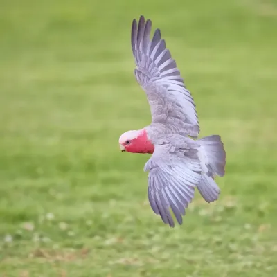 File:Eolophus roseicapilla in flight, Albury NSW.jpg