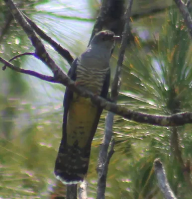File:Cuculus rochii (cropped).JPG