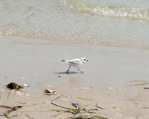 File:Charadrius melodus (Piping Plover) (27256378770).jpg