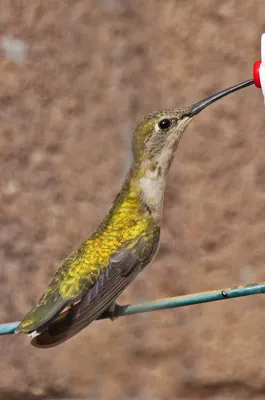 File:Black-chinned Hummingbird - Archilochus alexandri, Albuquerque, New Mexico.jpg