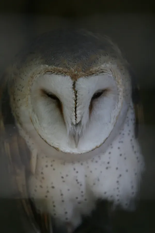 File:Barn Owl - Tyto furcata, Wye Marsh Rehabilitation Centre, Wye Marsh, Ontario.jpg