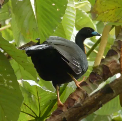 File:Aburria aburri (Pava negra) (4) (16266196642) (cropped).jpg