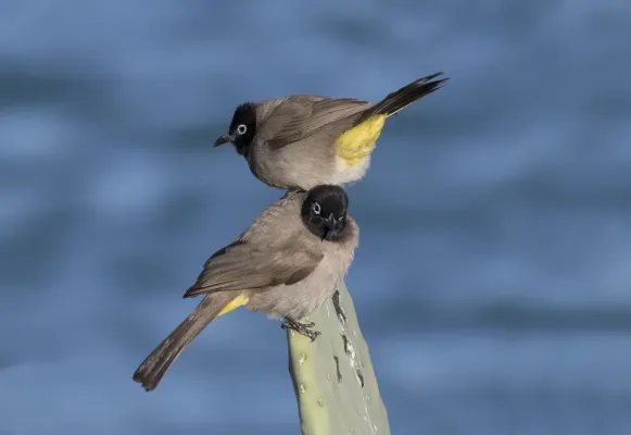 File:Pycnonotus xanthopygos - Yellow-vented Bulbul, Mersin 2017-01-22 02-1.jpg