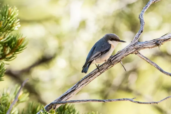 File:Pygmy Nuthatch (Sitta pygmaea) (27566430736).jpg