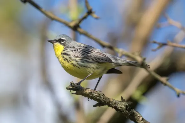 File:Kirtland's Warbler (Setophaga kirtlandii) (26808876206).jpg