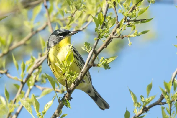 File:Kirtland's Warbler (Setophaga kirtlandii) (26808812656).jpg