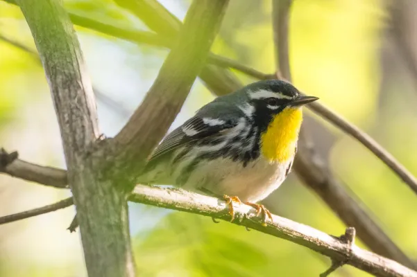 File:Yellow-throated Warbler (Setophaga dominica) (26396438212).jpg