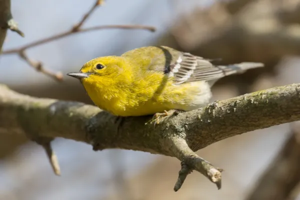 File:Pine Warbler (Setophaga pinus) (25384890814).jpg