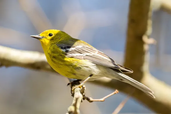 File:Pine Warbler (Setophaga pinus) (25388839823).jpg