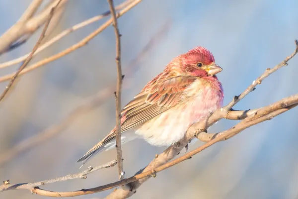 File:Purple Finch (Haemorhous purpureus) (24637656529).jpg