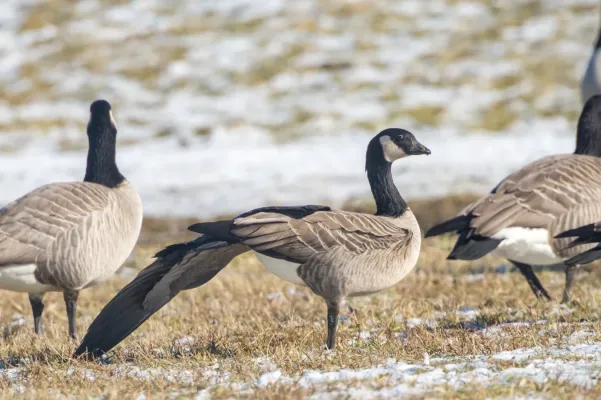 File:Cackling Goose (Branta hutchinsii) (24273619170).jpg