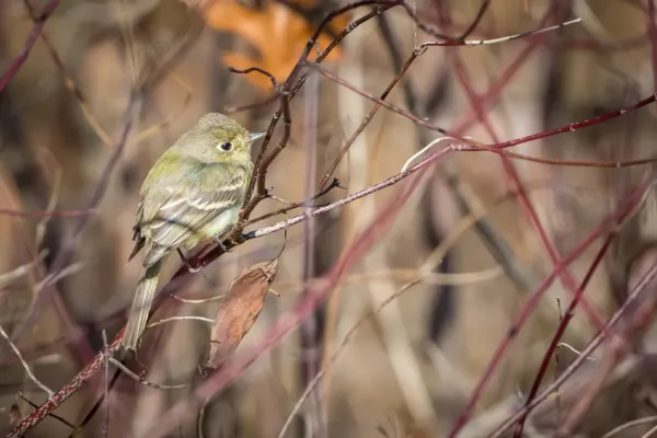 File:"Western Flycatcher" (Empidonax difficilis-occidentalis) (23775374521).jpg