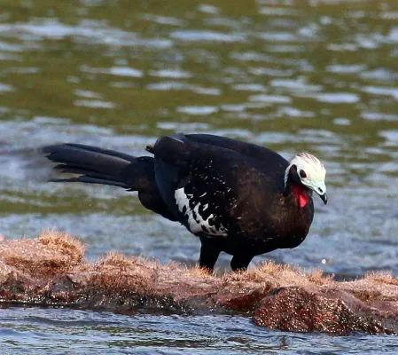 File:Red-throated piping guan (Pipile cujubi) (cropped).JPG