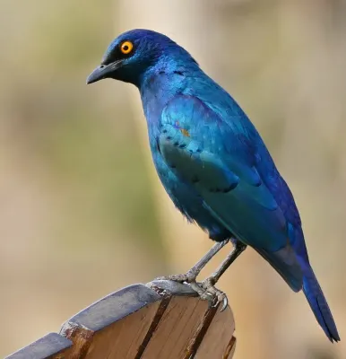 File:Cape Glossy Starling (Lamprotornis nitens) (31655330124).jpg