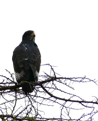 File:Jackal Buzzard (Buteo rufofuscus) (32330031522).jpg